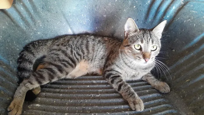 Gato peludo listrado Macho 