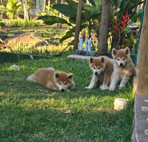 FILHOTES DE AKITA INU - 1 DISPONÍVEIS EM ITACARÉ/BA