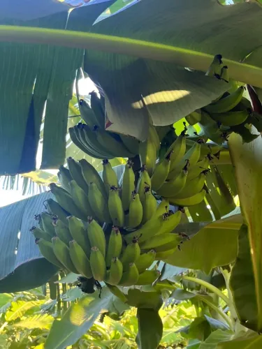 Banana Catarina