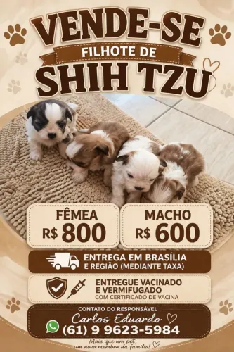 Vende-se filhotes de shi tzu