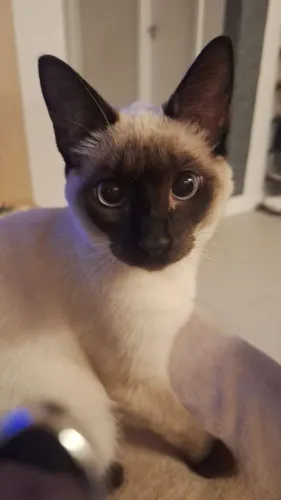 Adoção responsável gatinho Siamês 