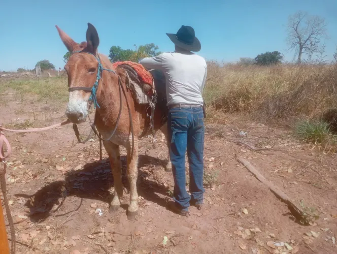Burro e mula à venda
