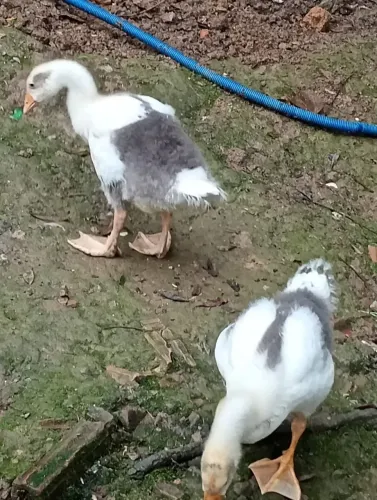 Casal de ganso