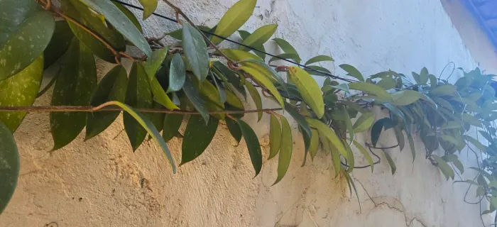 Flor de cera/trepadeira/linda