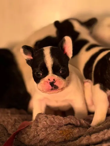 Buldogue francês 