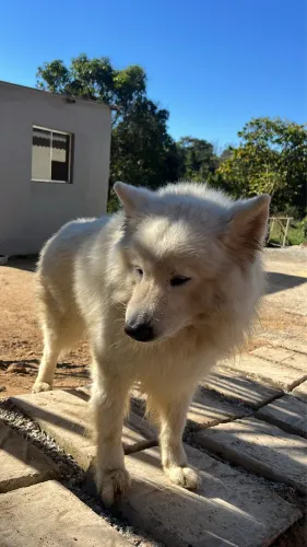 Tenho um macho samoieda para cruzar