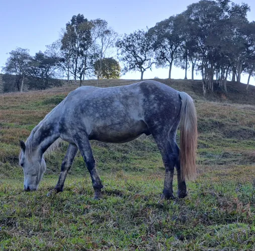 Cavalo Marchador