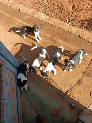Doação de cachorro 