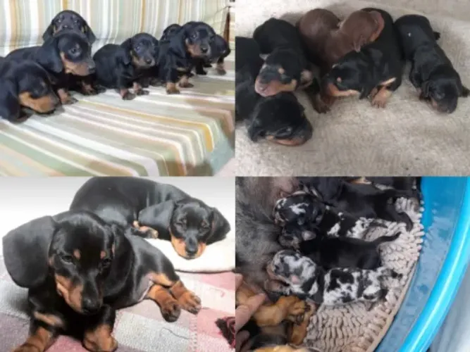 Vendo Filhotes de DACHSHUND (SALSICHINHA)