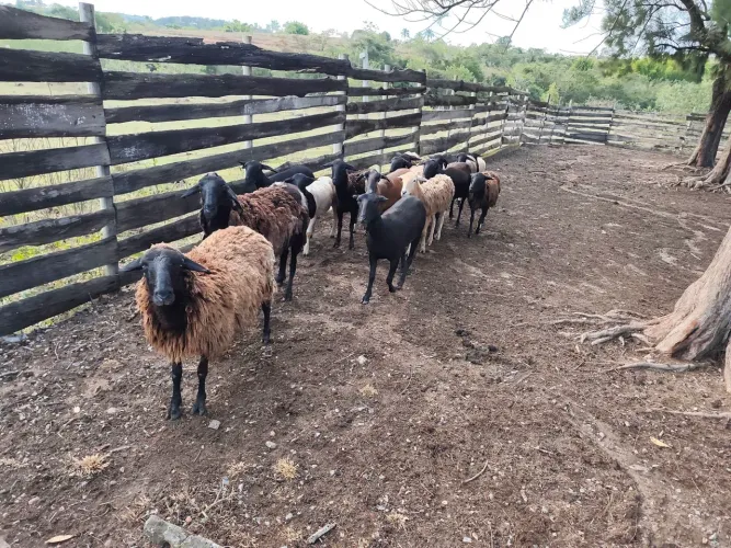Ovelha/cordeiro/carneiro 14 animais 