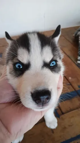 Husky Siberiano - Filhote