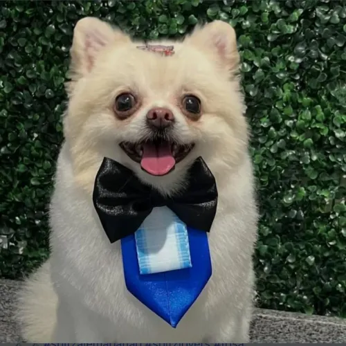 Lulu da pomerania