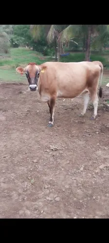 Vendo Novilha Registrada