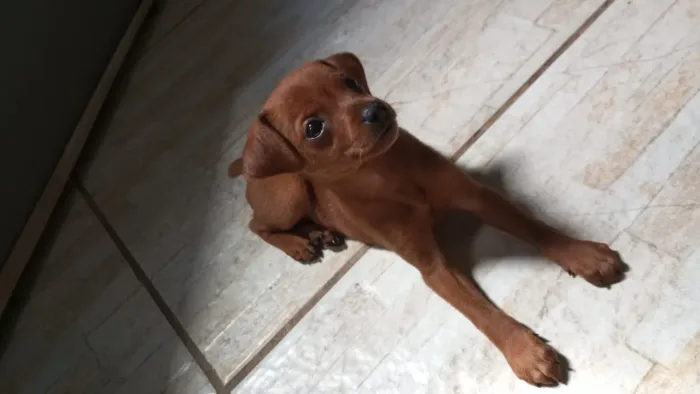 Pinscher caramelo