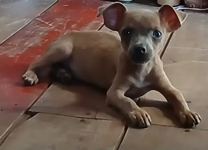 Vendo pinche macho,com 4 meses