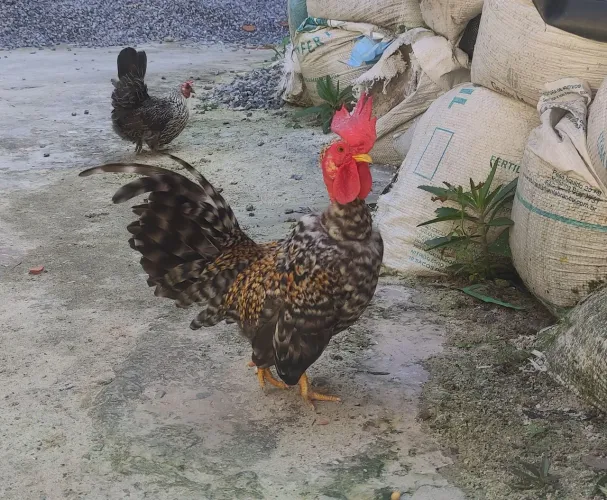 DÚZIA DE OVOS GARNISÉ