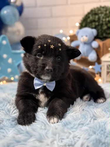 Border collie macho a pronta entrega hoje