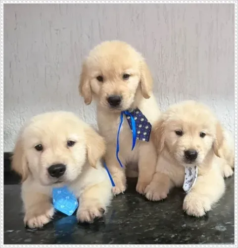 Golden Retriever com Pedigree.