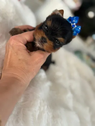 Lindos filhotes de Yorkshire terrier micro com pedigree!