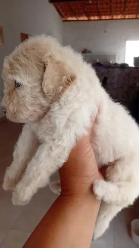 Cachorrinho poodle