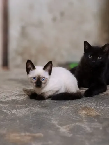 Doação de gatinhos