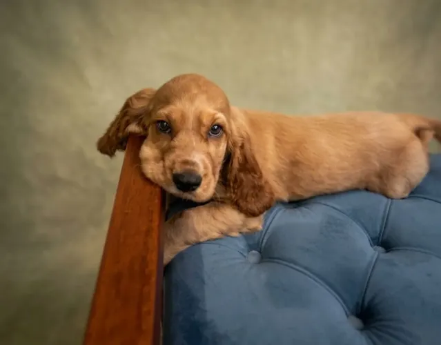 Cocker spaniel