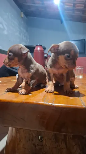 Vendo pinscher filhote, macho...