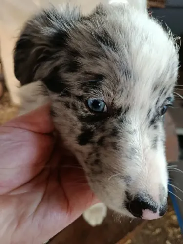 Border Collie filhote Merle