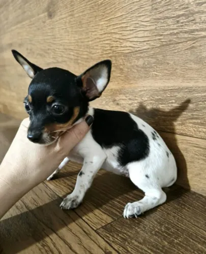 Pinscher Encantador Atendimento Personalizado