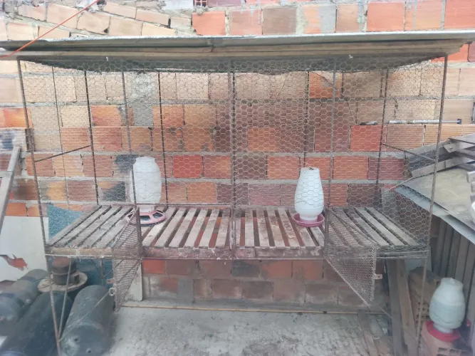 Jirgo de Pintos e galinha