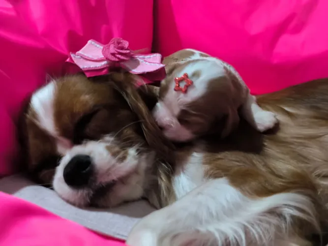 Cavalier king