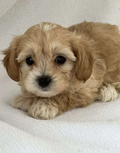 Filhotes de Lhasa Apso macho e fêmea disponíveis
