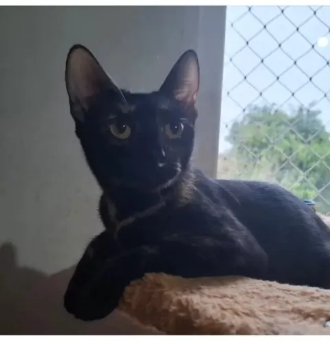 Adote linda gata preta colar laranja,5 meses castradinha vacinada 