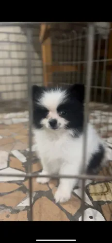 Vendo Lulu da Pomerânia anão 