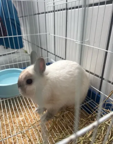 Vendo coelho