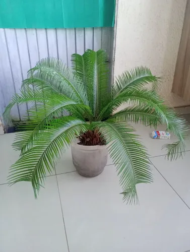 Palmeira Cica 