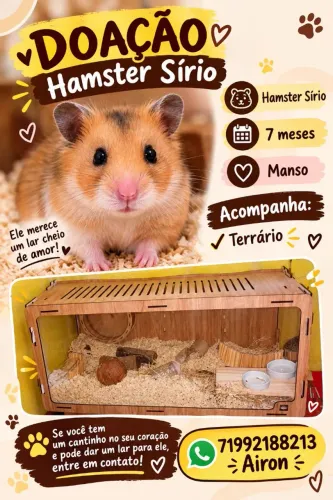 Hamster sírio <br>7 meses <br>Manso<br>Acompanha: terrário e transportador