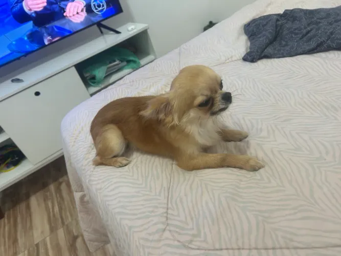 Chihuahua macho pelo longo