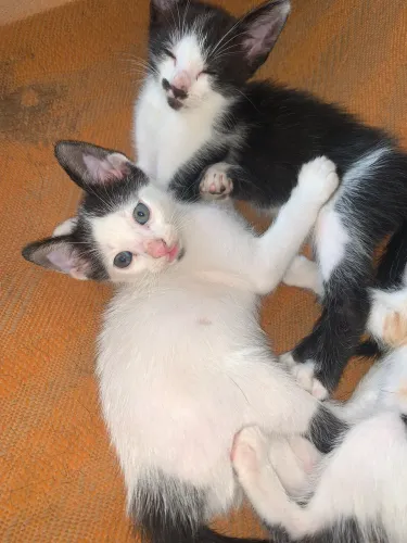 Gatinhos para adoção