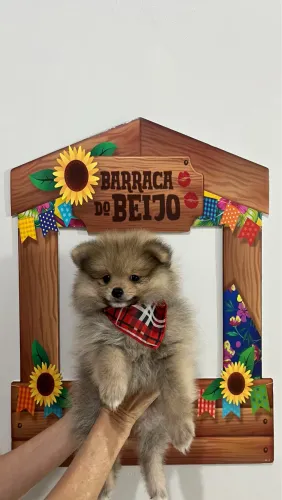 Spitz alemão/ Lulu da pomerânia