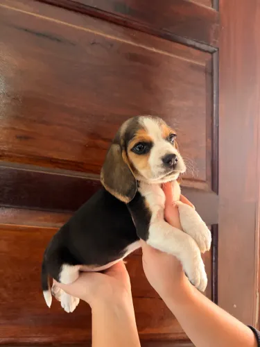 Beagle macho