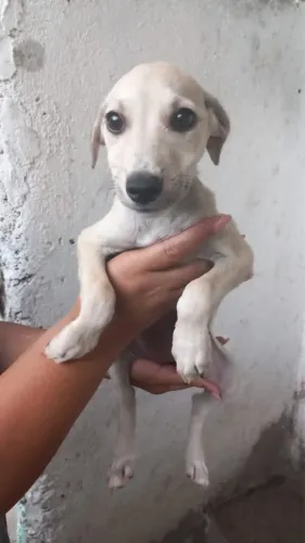 Filhote adoção responsável 