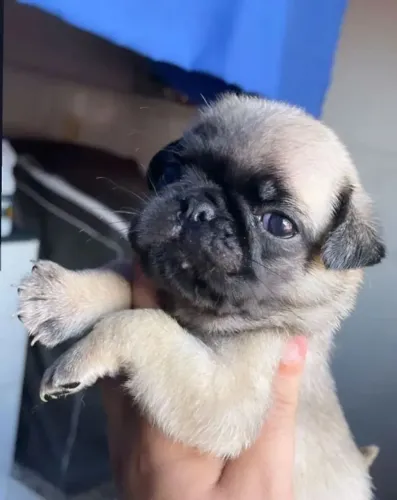 Pug Garanta seu cachorrinho antes que acabem