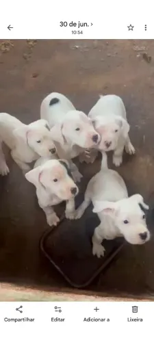 Filhotes de Dogo argentino