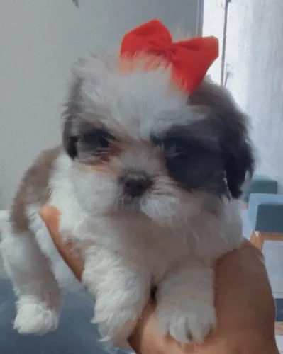 Filhote de Shih Tzu com Pedigree - Fofo, Carinhoso e Muito Brincalhão