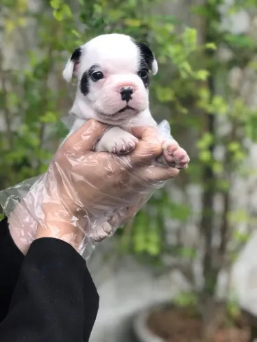Bulldog Francês Macho Cabeça Grande Premium | Entrega Segura e Contrato