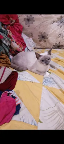 Gatinha para adoção responsável 
