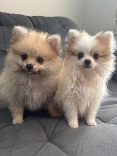 Lulu da Pomeranea spitz alemão