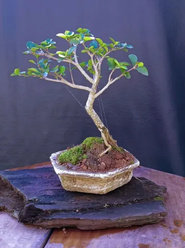 Bonsai de acerola delicado!