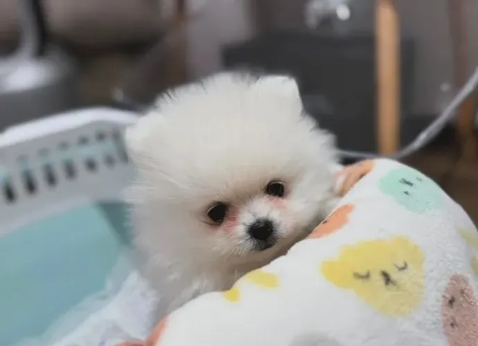 Cachorro Spitz Alemão com ótima linhagem confira hoje
